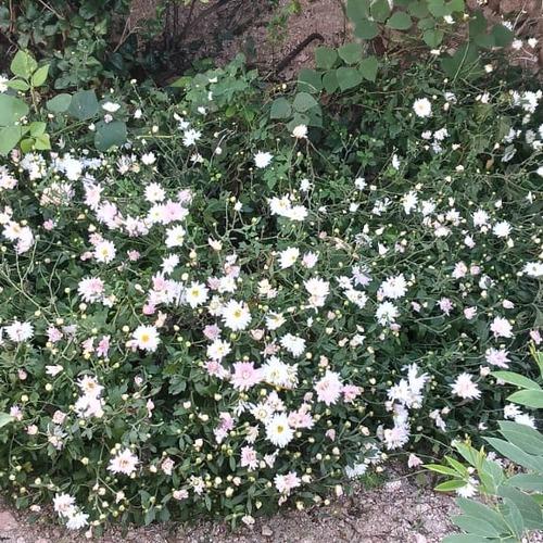 Vadla A. || item.role}