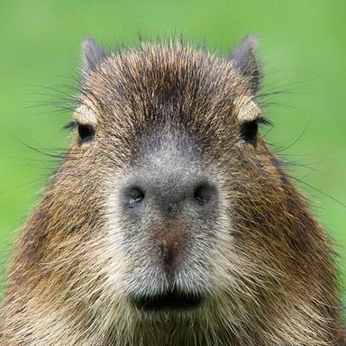 Rafsanjani R. at Softaims Rafsanjani R. - Junior Software Engineer - Backend, Web and General Development